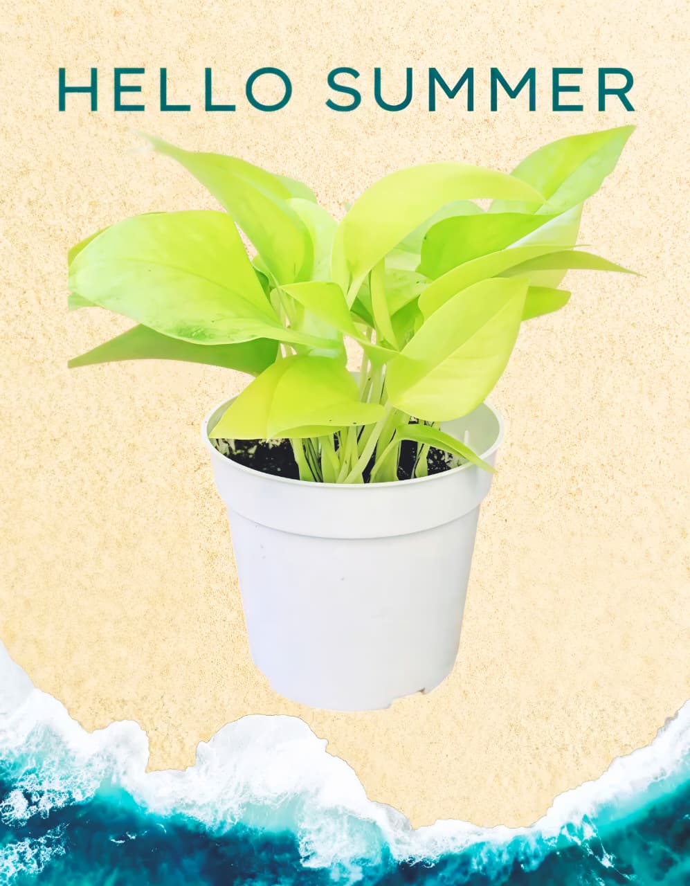 Money Plant with Self-Watering Pot | Live Indoor Air Purifying Plant for Home & Office