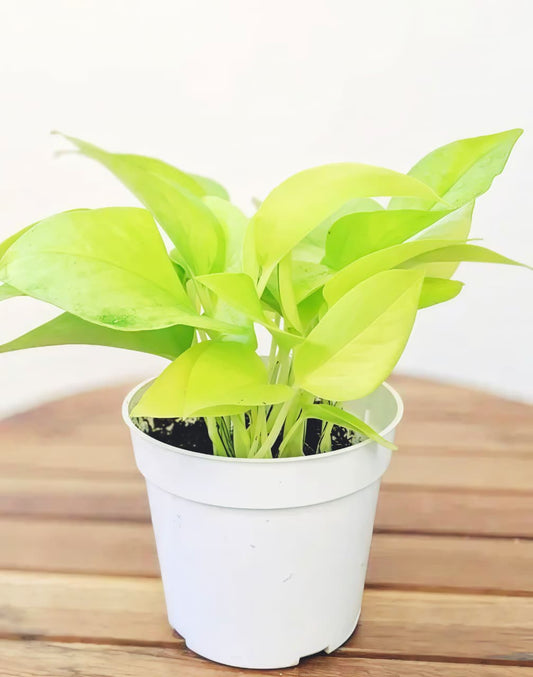 Money Plant with Self-Watering Pot | Live Indoor Air Purifying Plant for Home & Office