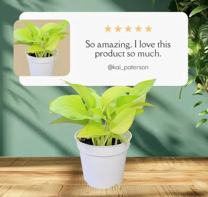 Money Plant with Self-Watering Pot | Live Indoor Air Purifying Plant for Home & Office